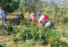 În casa de la țară, final de poveste: Ziua în care copiii din Pitești au cules roșiile și au făcut bulionul FOTO