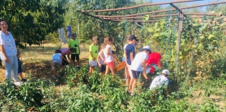 În casa de la țară, final de poveste: Ziua în care copiii din Pitești au cules roșiile și au făcut bulionul FOTO