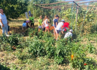 În casa de la țară, final de poveste: Ziua în care copiii din Pitești au cules roșiile și au făcut bulionul FOTO