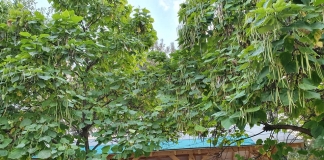 Primele ore în grădină, la Școala ”Grigore Moisil” din Ploiești. Elevii s-au bucurat de noua clasă: un spațiu de învățare în aer liber FOTO