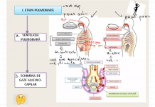 Ora de Biologie pe net. Mihaela Șandor își pregătește online elevii pentru BAC, într-o perioadă în care ”ne ajutăm și învățăm unii de la alții”