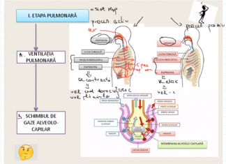 Ora de Biologie pe net. Mihaela Șandor își pregătește online elevii pentru BAC, într-o perioadă în care ”ne ajutăm și învățăm unii de la alții”