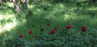 Trei eleve de liceu vor să atragă turiștii în Teleorman. O pădure declarată rezervație naturală, printre obiectivele unui tur ce va fi făcut cu căruța