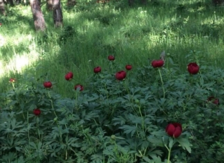 Trei eleve de liceu vor să atragă turiștii în Teleorman. O pădure declarată rezervație naturală, printre obiectivele unui tur ce va fi făcut cu căruța