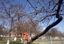 La o școală din Oradea: Elevii vor amenaja o grădină de legume și plante medicinale în curtea școlii cu pomi fructiferi și spații de învățare în aer liber