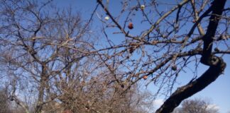 La o școală din Oradea: Elevii vor amenaja o grădină de legume și plante medicinale în curtea școlii cu pomi fructiferi și spații de învățare în aer liber