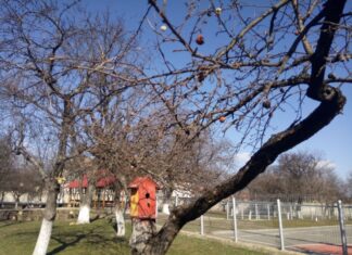 La o școală din Oradea: Elevii vor amenaja o grădină de legume și plante medicinale în curtea școlii cu pomi fructiferi și spații de învățare în aer liber