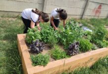Grădina școlii: Spații cu plante și legume, create și îngrijite de elevi. Un proiect desfășurat la clasele primare la Școala Gimnazială „Avram Iancu” Oradea