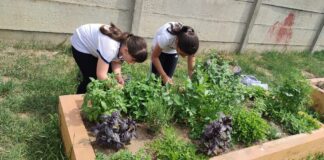 Grădina școlii: Spații cu plante și legume, create și îngrijite de elevi. Un proiect desfășurat la clasele primare la Școala Gimnazială „Avram Iancu” Oradea