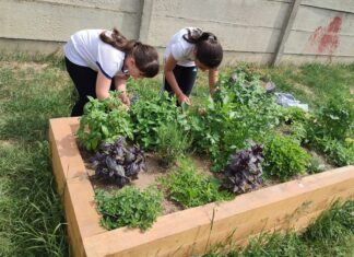 Grădina școlii: Spații cu plante și legume, create și îngrijite de elevi. Un proiect desfășurat la clasele primare la Școala Gimnazială „Avram Iancu” Oradea